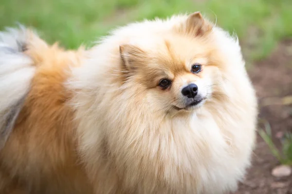 Portrait Pomeranian Lulu Dog Outdoor — Stock Photo, Image
