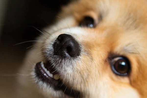 蜂蜜色のドイツ語のスピッツ コンパニオン犬の肖像画 — ストック写真