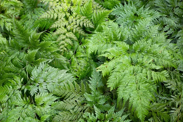 Contexto Das Folhas Planta Chamada Renda Portuguesa — Fotografia de Stock