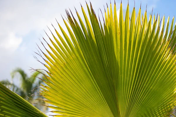 Bir Palmiye Yaprağının Ayrıntıları Işığa Karşı — Stok fotoğraf