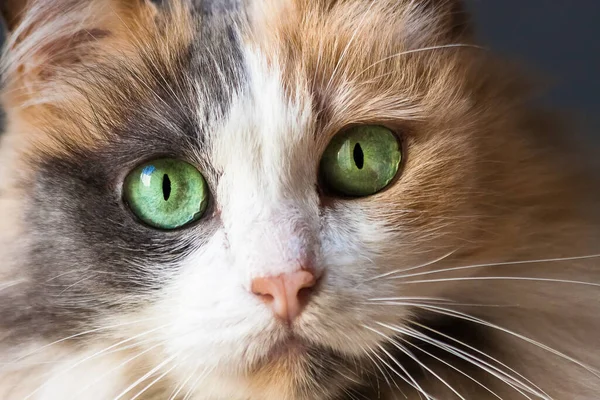 Yeşil gözlü dişi bir angora kedisinin portresi