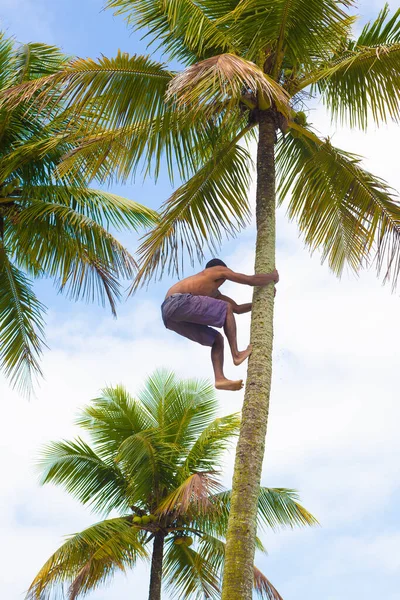 Santos, Brezilya. 15 Ağustos 2021. Tanımlanamayan Brezilya yerlisi yeşil hindistan cevizi toplamak için süslenmemiş bir hindistan cevizi ağacına tırmanıyor..