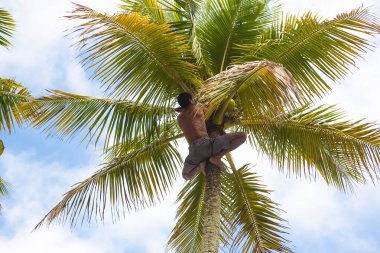 Santos, Brezilya. 15 Ağustos 2021. Kimliği belirsiz Brezilya yerlisi hindistan cevizi toplamak için hindistan cevizi ağacına tırmanıyor..