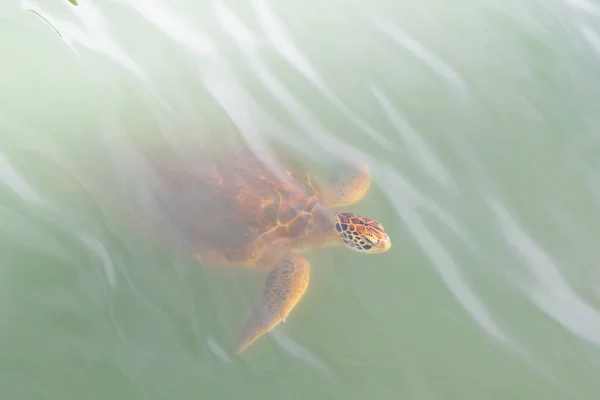 브라질 산투스 시에서 물에서 헤엄치고 바다거북 — 스톡 사진