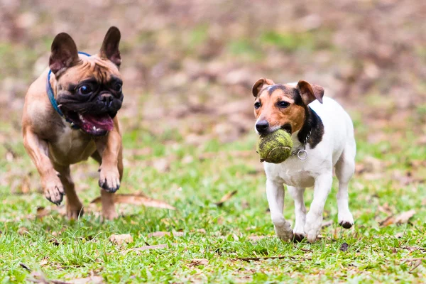 Bulldog francês e Jack Russel terrier — Fotografia de Stock