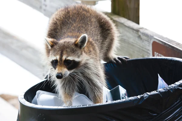 Racoon — Stock Photo, Image