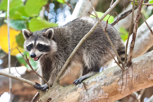 Racoon. — Fotografia de Stock