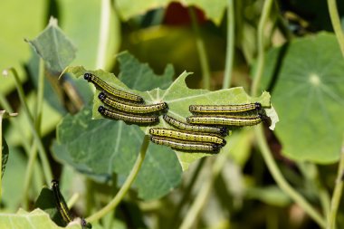 Caterpillars feeding clipart