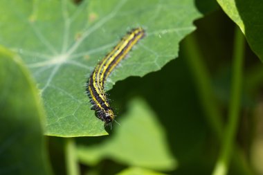 Tırtıllar yemek yiyor.