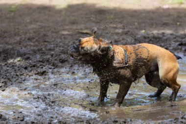 Açık havada çamurlu bir su birikintisinde oynadıktan sonra çamur sallayan komik Fransız bulldog. Çamura bulanmış, çamurla kaplanmış, su sıçratan ve doğayı kirleten bir köpek..