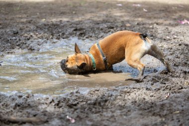 Açık havada çamurlu bir su birikintisinde oynayan ve yuvarlanan komik bir Fransız bulldog. Şirin köpek çamur ve suyun tadını çıkarırken doğada kirleniyor..