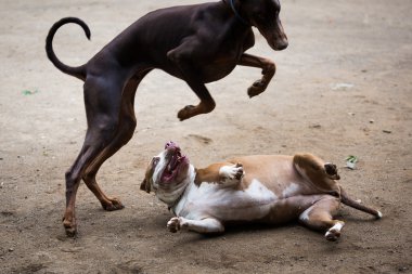 Savaşta oynamaya köpekler