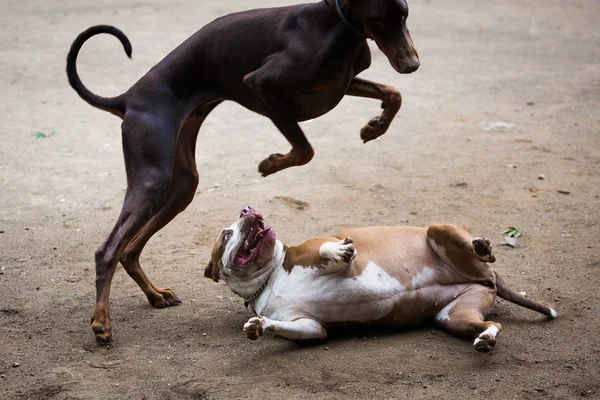 Savaşta oynamaya köpekler — Stok fotoğraf