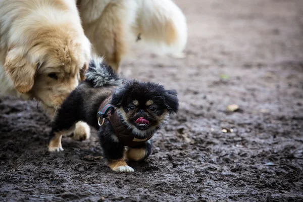 Pekingese puppy in the mood — Stock Photo, Image