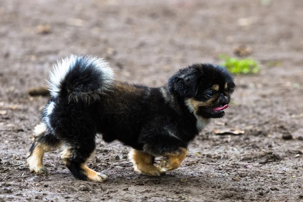 Pekingese puppy Walking — Stock Photo, Image