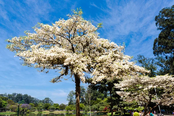 Branco ipe em Ibirapuera Park — Fotografia de Stock