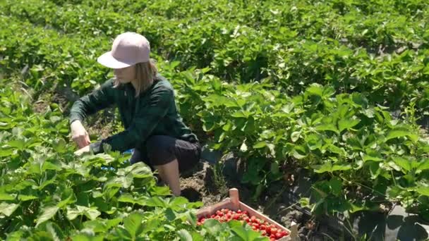 Chica agricultor recoge una cosecha de fresas rojas jugosas. — Vídeos de Stock