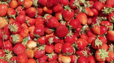 Çiftçi kız kırmızı sulu çilek mahsulü topluyor..