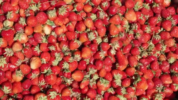 Chica agricultor recoge una cosecha de fresas rojas jugosas. — Vídeos de Stock