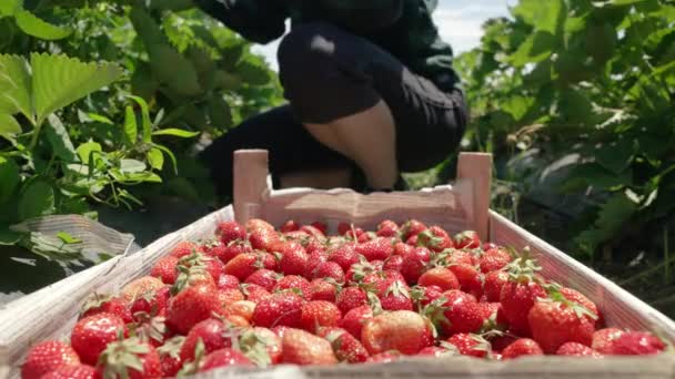 Chica agricultor recoge una cosecha de fresas rojas jugosas. — Vídeos de Stock