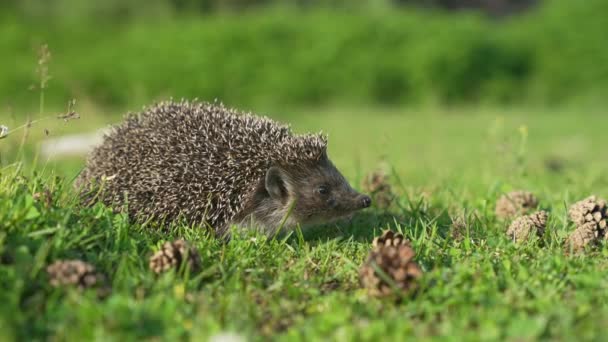 Close-up zicht op een egel snuiven en lopen. — Stockvideo