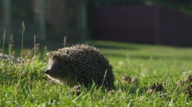 Kirpinin koklayıp yürüdüğü yakın plan görüntüler..