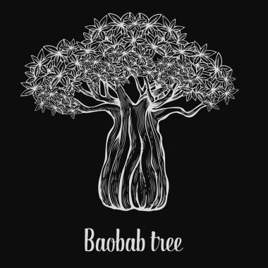 Baobab ağacı, yaprak, oyma vintage El çizilmiş kroki vektör illüstrasyon. Siyah arka plan üzerinde beyaz.