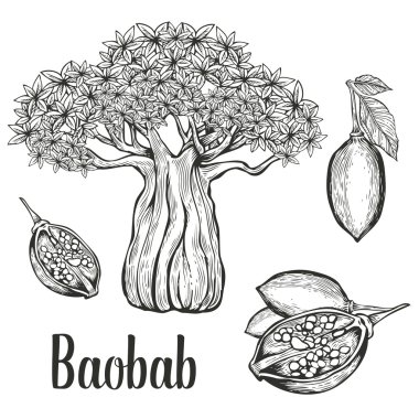 Baobab ağacı, meyve, yaprak, fındık oyma vintage set. El çizilmiş çizim vektör illüstrasyon. Beyaz arka plan üzerine siyah.