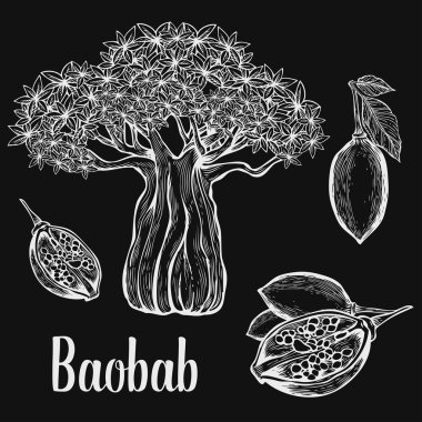 Baobab ağacı, meyve, yaprak, fındık oyma vintage set. El çizilmiş çizim vektör illüstrasyon. Siyah arka plan üzerinde beyaz.