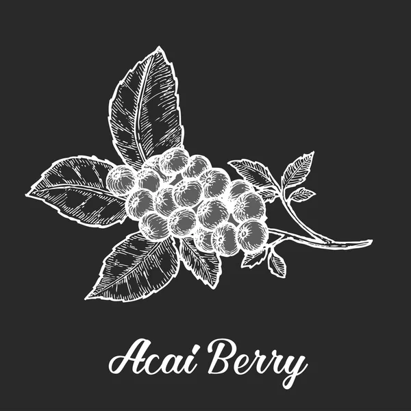 Acai berry. Organic super food ingredient. Vector hand drawing sketch illustration — Stok Vektör