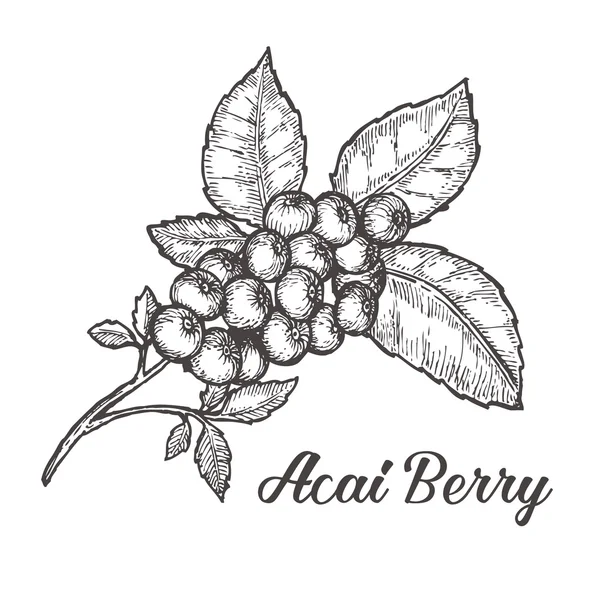 Acai berry. Organic super food ingredient. Vector hand drawing sketch illustration — Wektor stockowy