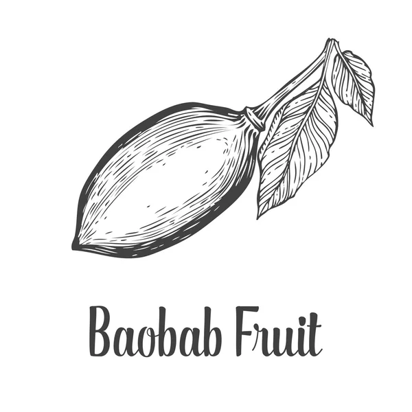 Baobab Baum, Frucht, Blatt, Nuss Gravur Vintage handgezeichnete Skizze Vektor Illustration. schwarz auf weißem Hintergrund. — Stockvektor
