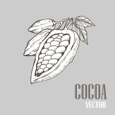 El boyalı kakao botanik illüstrasyon. Sağlıklı besin gıda dekoratif doodle. 