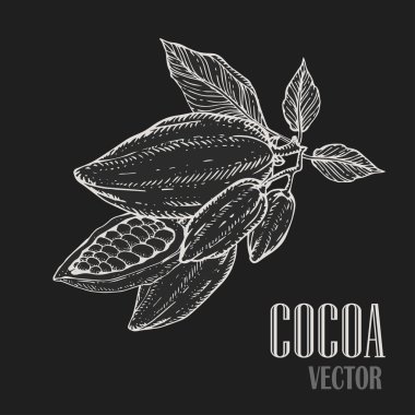 El boyalı kakao botanik illüstrasyon. Sağlıklı besin gıda dekoratif doodle. 