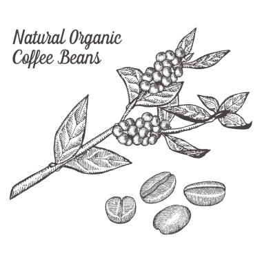 Yaprak, meyve, fasulye, meyve, tohum ile kahve dal bitki. Doğal organik kafein içeceği. Beyaz arka planda elle çizilmiş vektör çizimi.