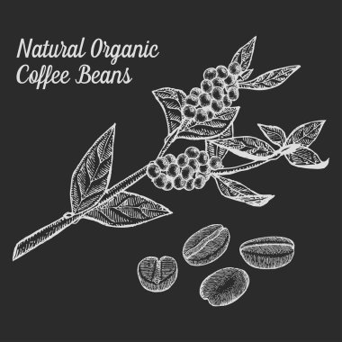 Coffee branch plant with leaf, berry, bean, fruit, seed. Natural organic caffeine drink. Hand drawn vector illustration on chalkboard background.