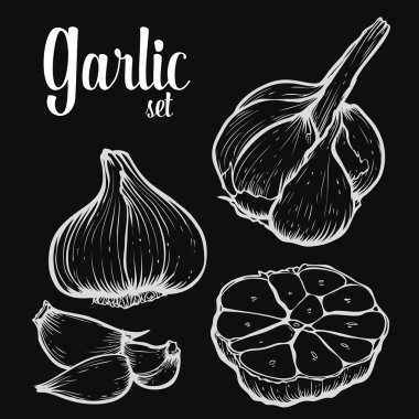 Sarımsak bitki ve baharat seti. El çizilmiş gravür çizim vektör illüstrasyon. Siyah tebeşir tahtası arka planda beyaz.