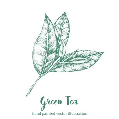 Green tea leaf vector illustration. Floral branch organic hand drawing sketch. clipart