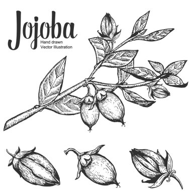 Jojoba nut, seed, fruit, branch, leaf, fruit. Organic oil nutrition healthy food. Engraved hand drawn vintage retro vector illustration clipart