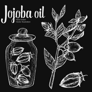 Jojoba fındık, tohum, meyve, dal, yaprak, tebeşir üzerinde cam şişe meyve. Organik yağ beslenme sağlıklı gıda. Oyulmuş el çizilmiş vintage retro vektör illüstrasyon