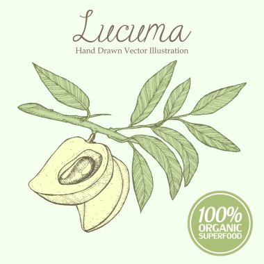 Lucuma erik meyve, dal, yaprak. Organik, superfood, beslenme sağlıklı el çizilmiş görüntü vektör illüstrasyon