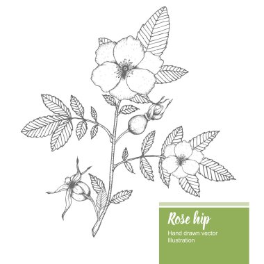 Rosehip flower, bud, branch, leaf sketch vector nature summer organic hand drawn illustration.