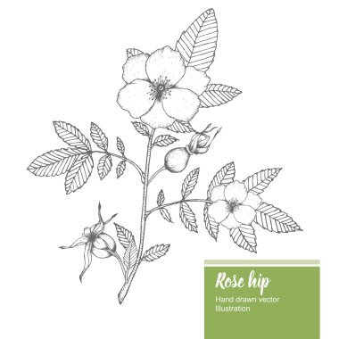 Rosehip flower, bud, branch, leaf sketch vector nature summer organic hand drawn illustration. clipart