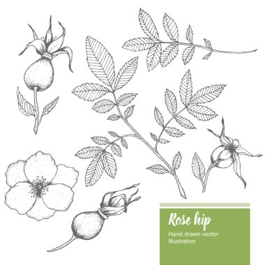 Rosehip flower, bud, branch, leaf sketch vector nature summer organic hand drawn illustration set clipart