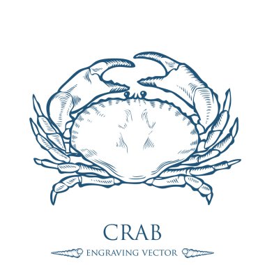 Crab seafood nature ocean aquatic underwater vector. Hand drawn marine engraving illustration on white background