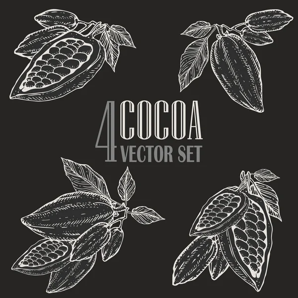 Set di illustrazioni botaniche al cacao dipinte a mano. Scarabocchi lavagna di alimenti nutrienti sani . — Vettoriale Stock