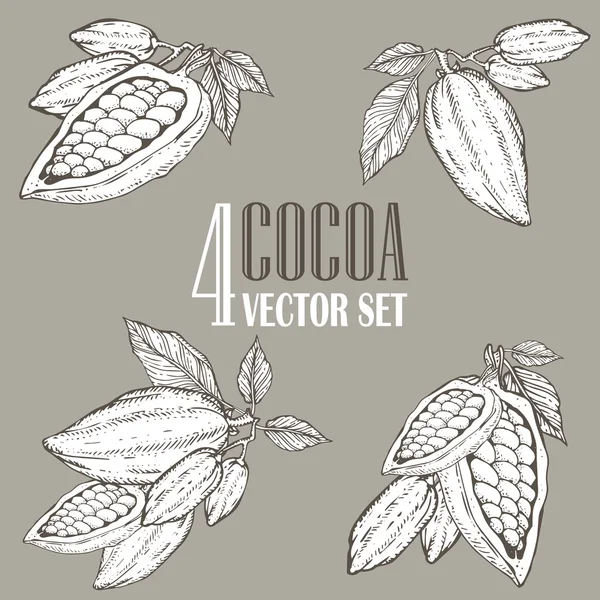 Hand painted cocoa botany illustration set. Decorative doodles of healthy nutrient food. — Stock Vector