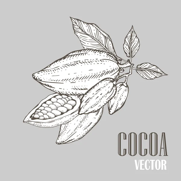 El boyalı kakao botanik illüstrasyon. Sağlıklı besin gıda dekoratif doodle. — Stok Vektör