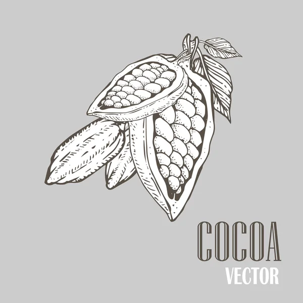 Handgeschilderde cacao plantkunde illustratie. Decoratieve doodle van gezonde voedingsmiddelen. — Stockvector
