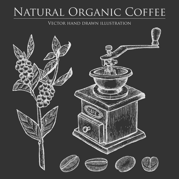 Coffee branch plant with leaf, berry, bean, fruit, seed, mill. Natural organic caffeine drink. Hand drawn vector illustration on chalkboard background.